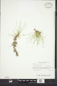 Eleocharis ovata image