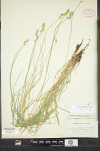 Carex scoparia image