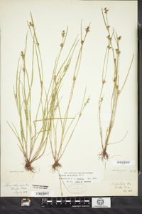 Scleria reticularis image