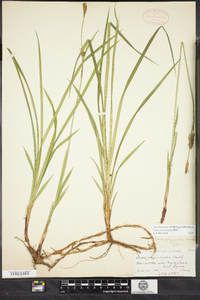 Carex polymorpha image