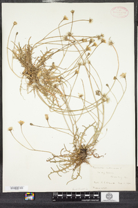 Scorzoneroides autumnalis image