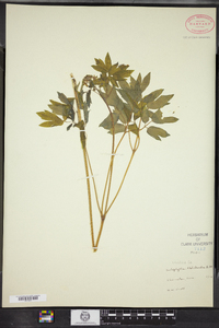 Caulophyllum thalictroides image