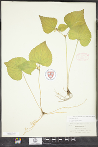 Viola pubescens image