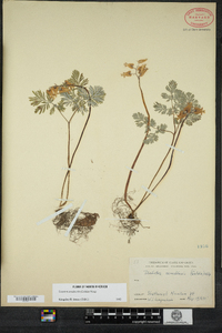 Dicentra canadensis image