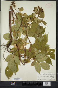 Rubus canadensis image