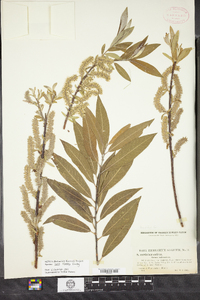 Salix bebbii image