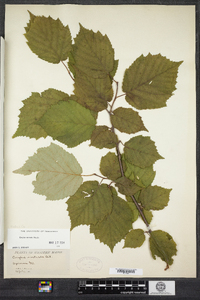 Corylus cornuta image