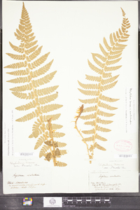 Polystichum potteri image