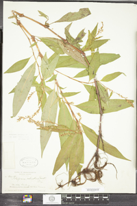 Polygonum robustius image