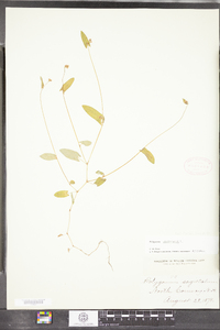 Polygonum sagittatum image