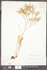 Limonium carolinianum image