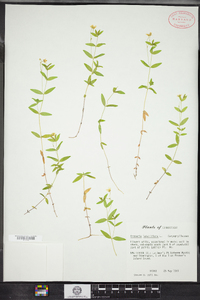 Moehringia lateriflora image