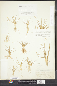 Sagittaria subulata image