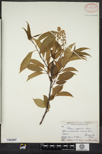 Prunus serotina image