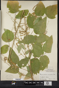 Desmodium canescens image