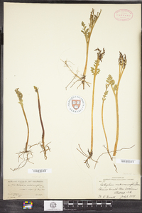 Botrychium matricariifolium image