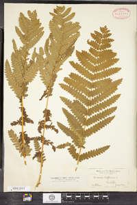 Osmunda claytoniana image