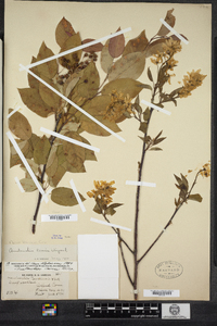 Amelanchier laevis image