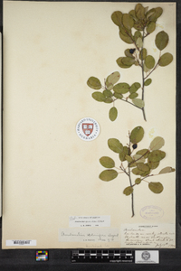 Amelanchier stolonifera image