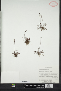 Drosera intermedia image