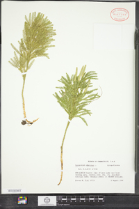 Dendrolycopodium obscurum image