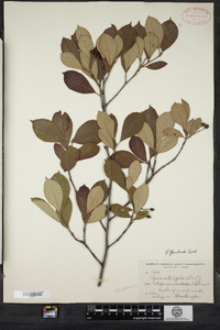 Photinia floribunda image