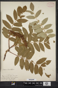 Sorbus decora image