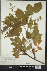 Image of Rubus fraternalis