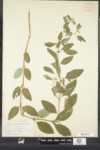 Mentha arvensis image