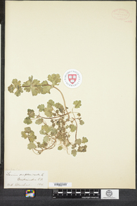 Lamium amplexicaule image