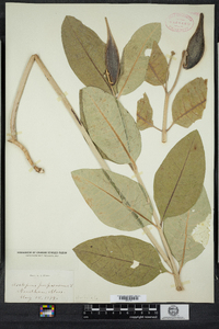 Asclepias purpurascens image