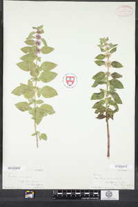 Mentha arvensis image