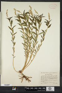 Polygala senega image