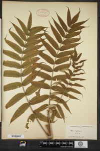 Rhus typhina image