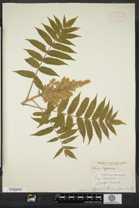 Rhus typhina image