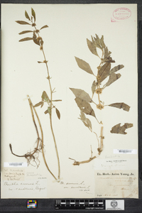 Mentha arvensis image