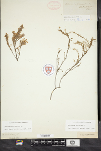 Hudsonia ericoides image