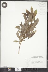 Salix lucida image