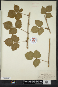 Rubus arenicola image