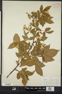 Rubus canadensis image