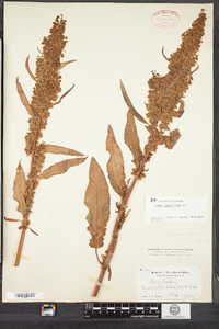 Rumex longifolius image