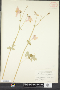 Aquilegia vulgaris image