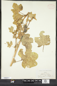 Malva verticillata image