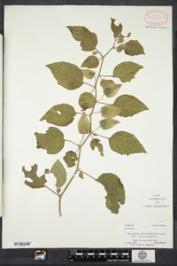 Physalis heterophylla image