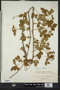 Rubus arenicola image