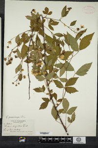 Rubus argutus image