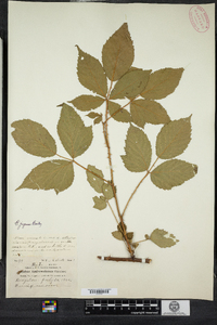 Rubus argutus image