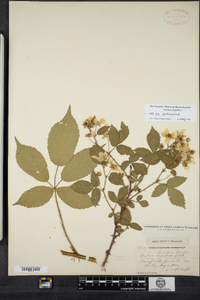 Rubus argutus image