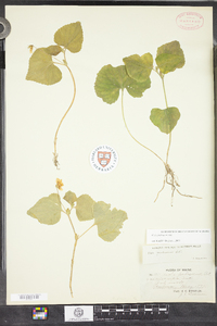 Viola pubescens image