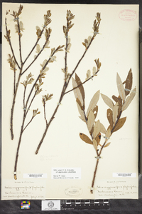 Salix grayi image